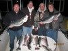 (03/03/2017) - Nice Striped Bass